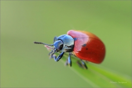 <p>MANDELINKA TOPOLOVÁ (Chrysomela populi) ----- /Chrysomela populi - Pappelblattkäfer/</p>